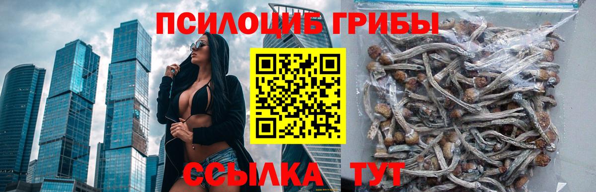 Псилоцибиновые грибы Psilocybe  Вход с VPN  Людиново 